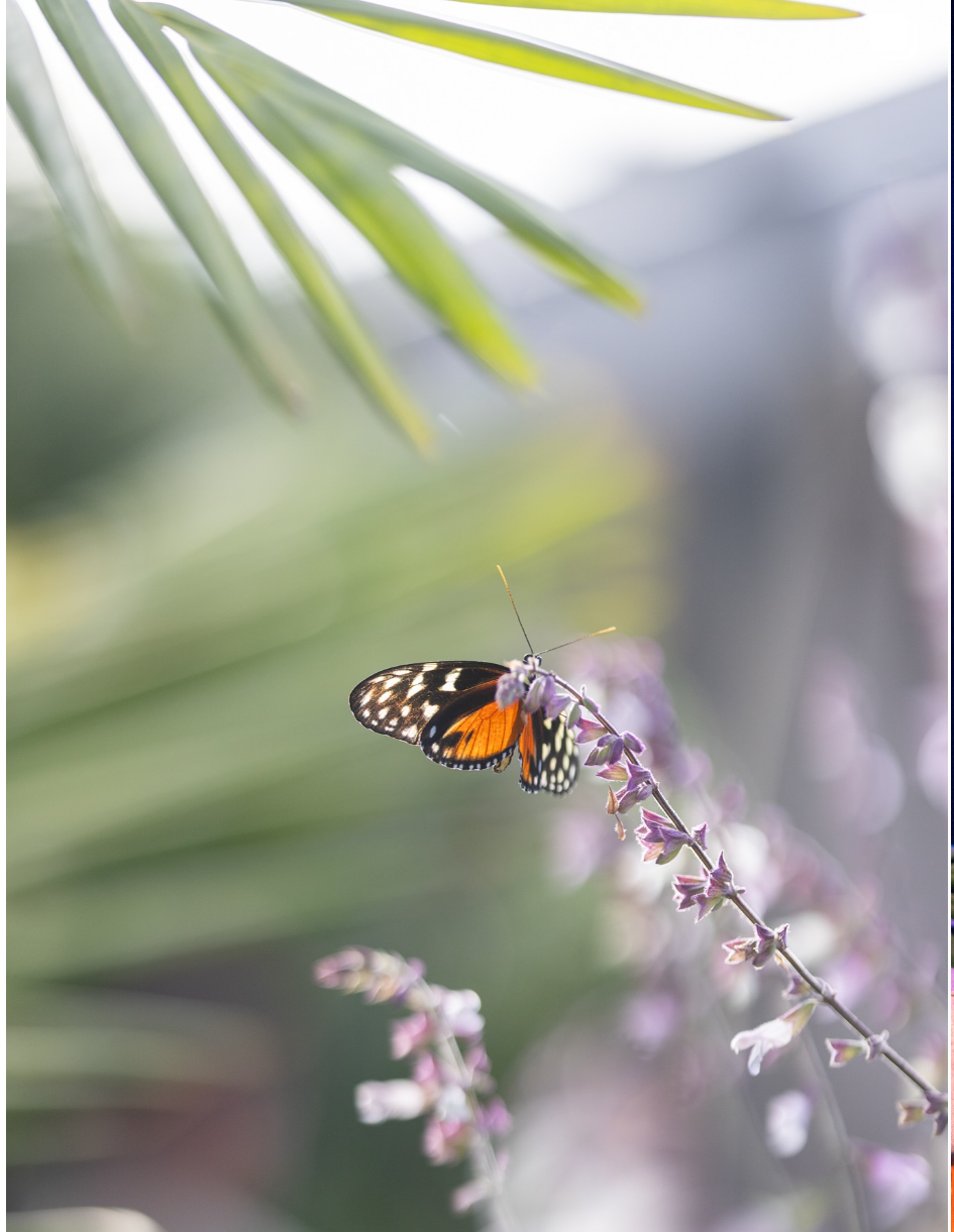 butterfly
